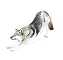 coyote
